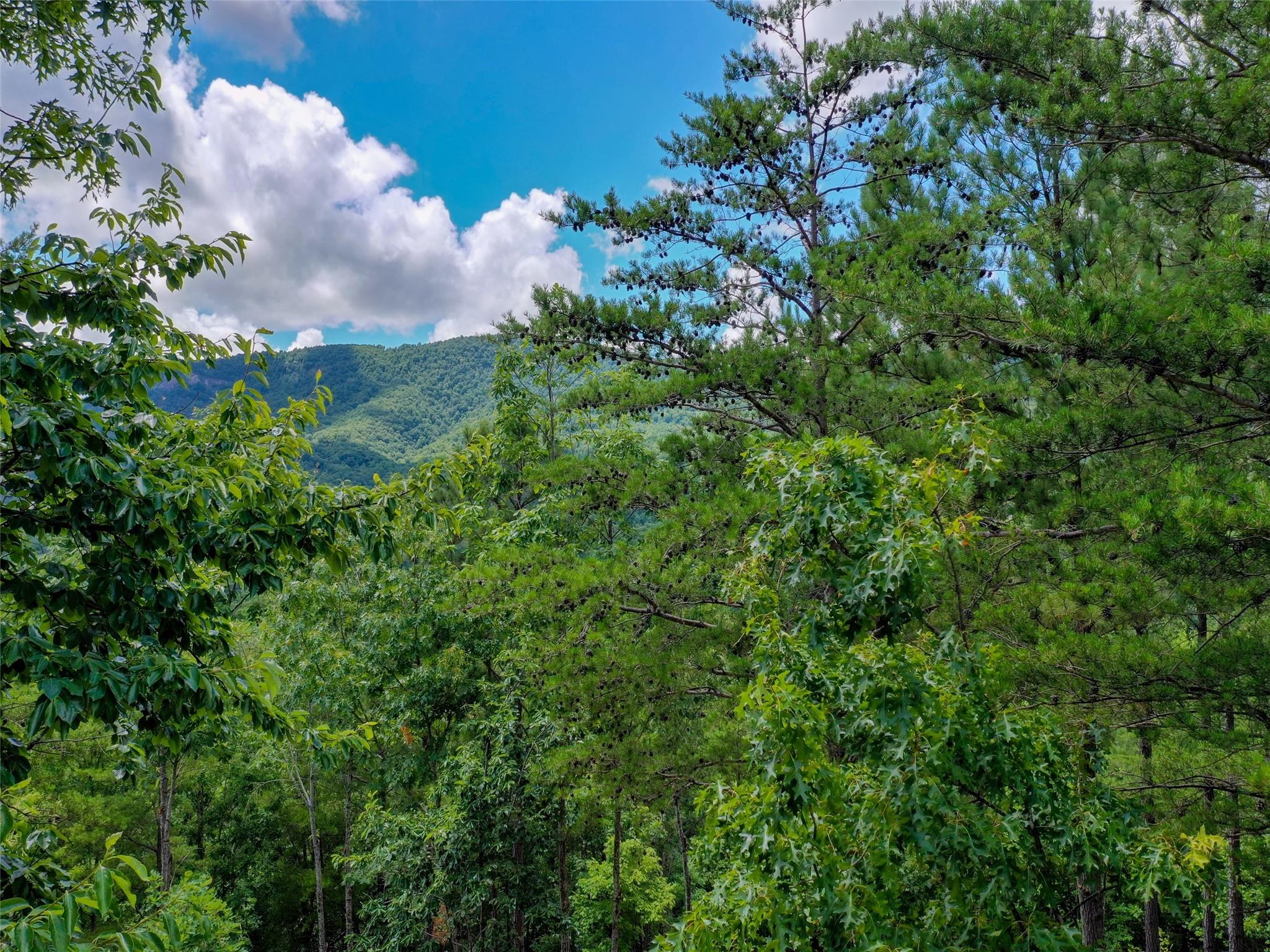 31 Deep Gap Farm Road East Mill Spring, NC 28756 - Photo 5 of 11 a view of a garden
