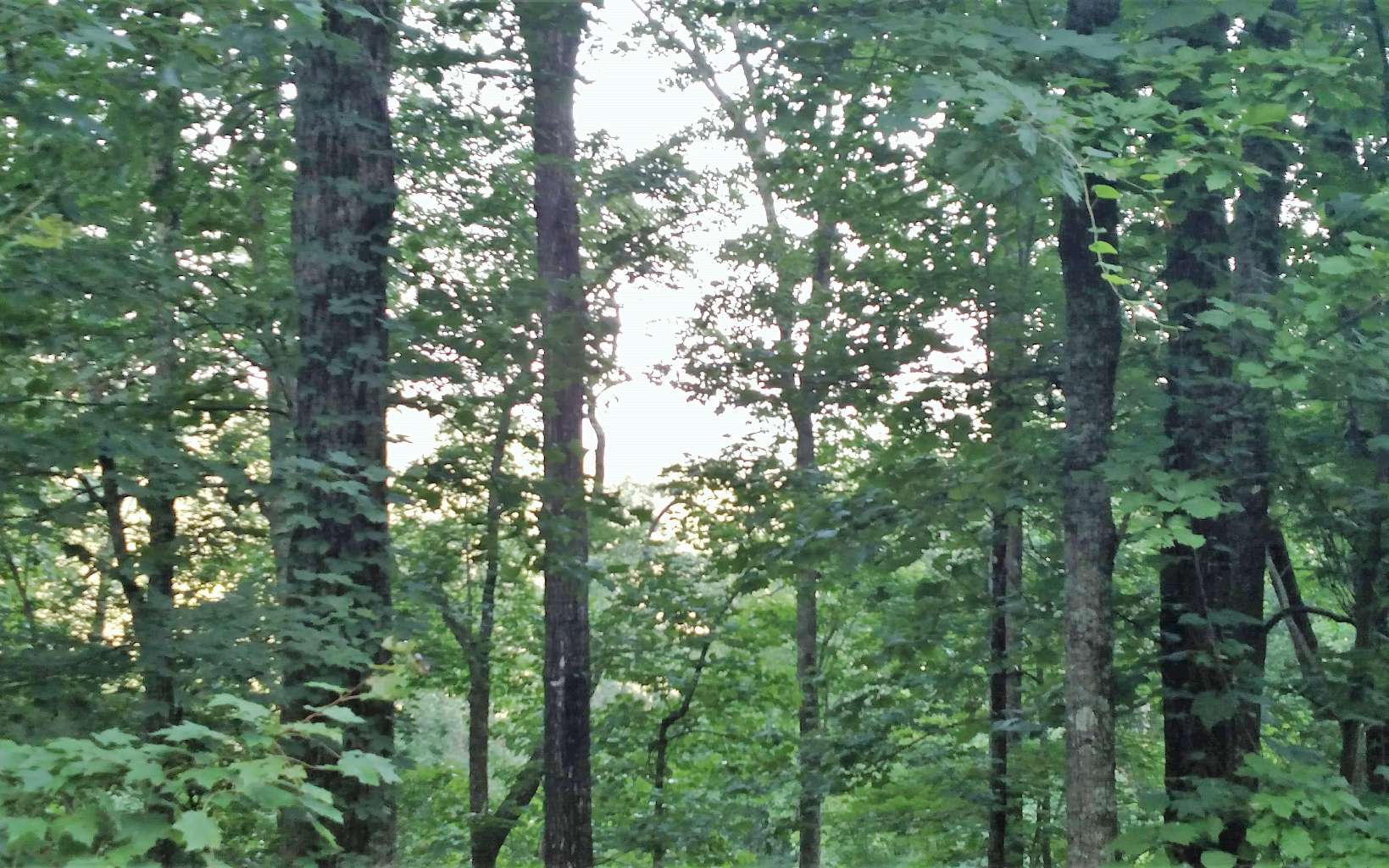 3 Oak Ridge Road Hayesville, NC 28904 - Photo 3 of 10 Additional View