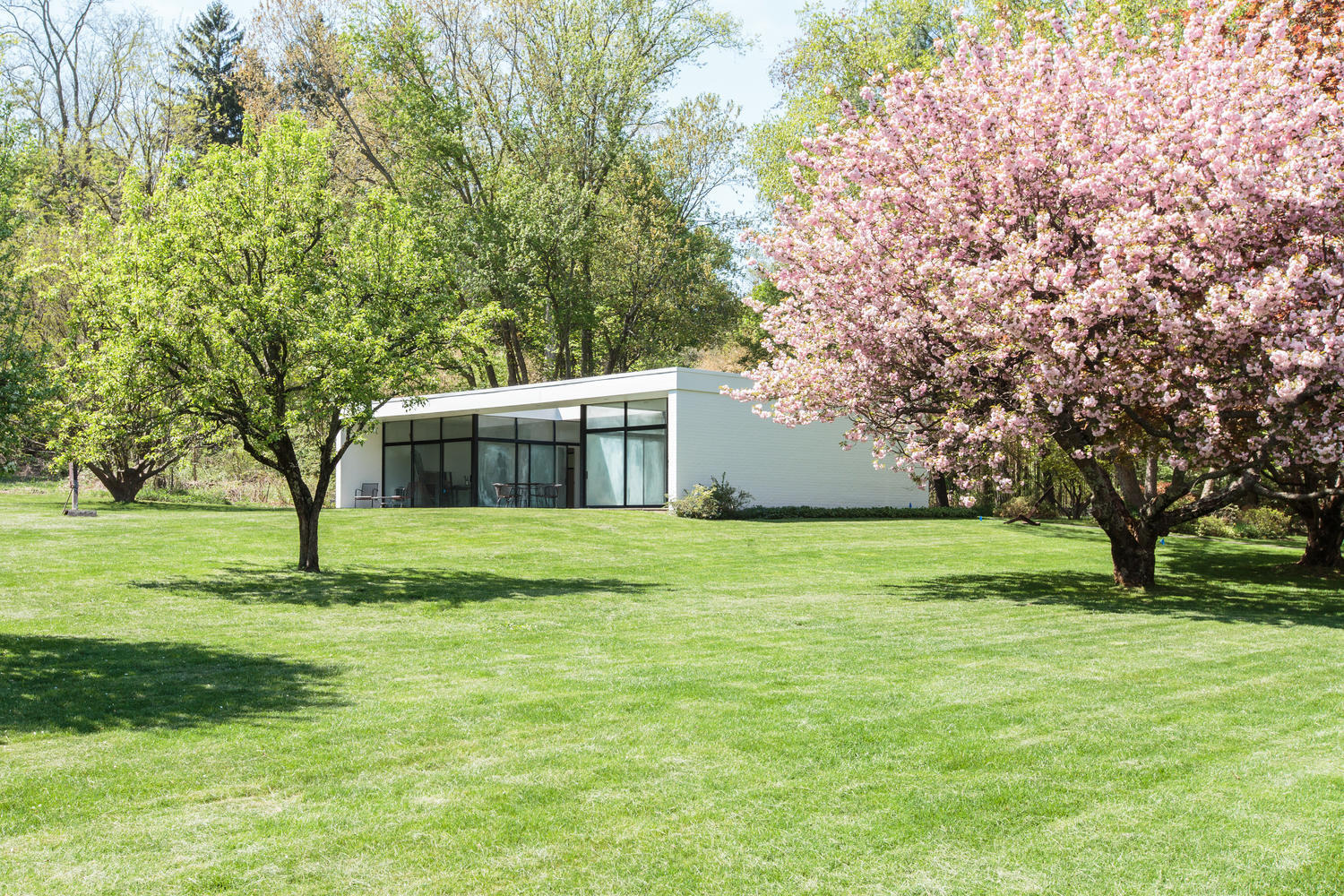 90 Lambert Road New Canaan, CT 06840 - Photo 23 of 28 a tall tree in middle of green field