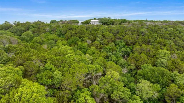 a view of a large trees with lots of bushes