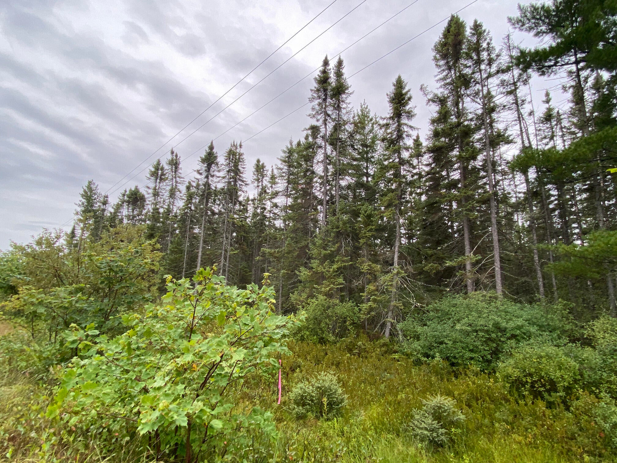 11301 North Whitefish Point Road Paradise, MI 49768 - Photo 1 of 6 Gallery Image 1