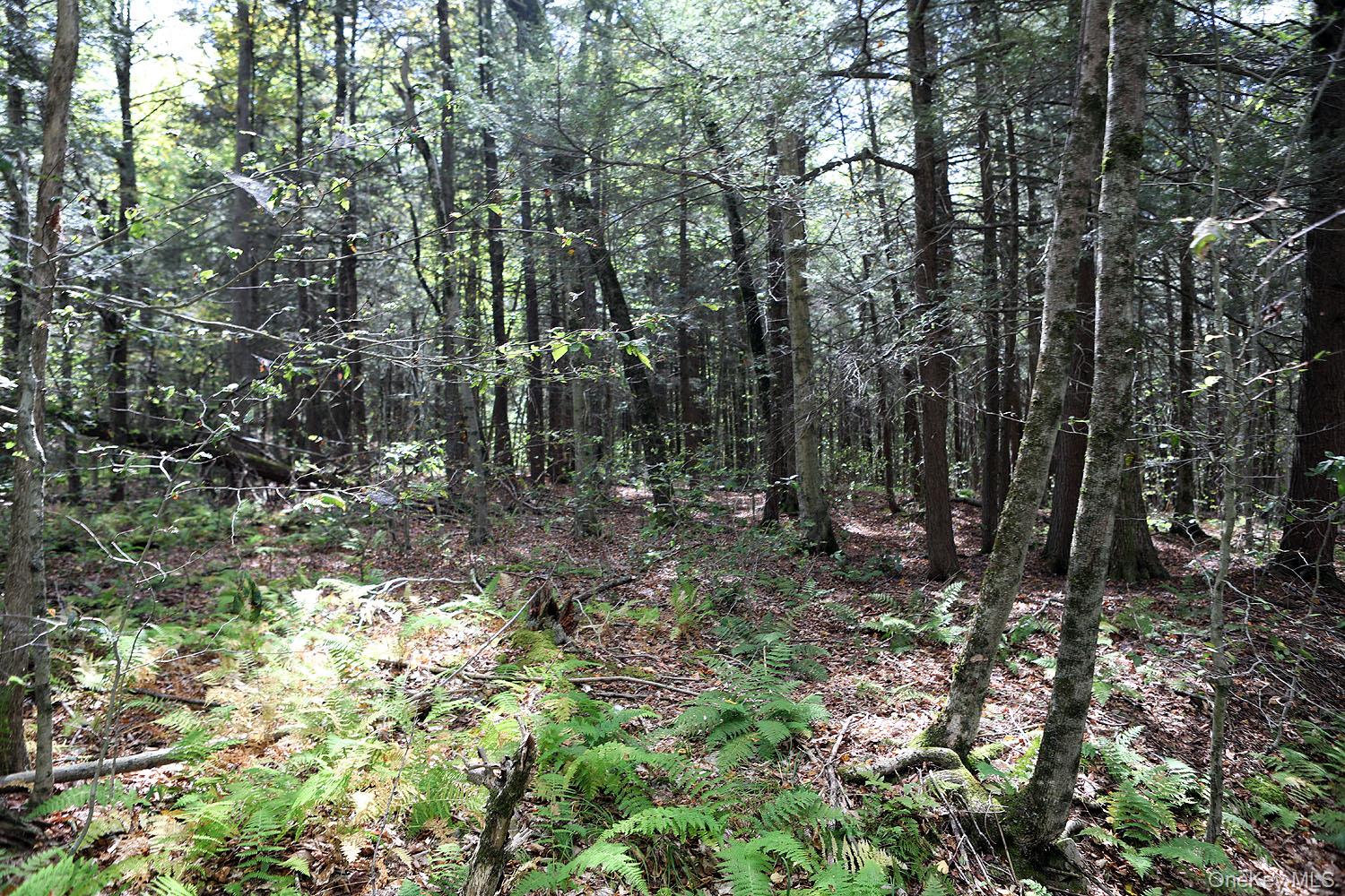 0 Rt-97 Hancock, NY 13783 - Photo 13 of 18 View of woods