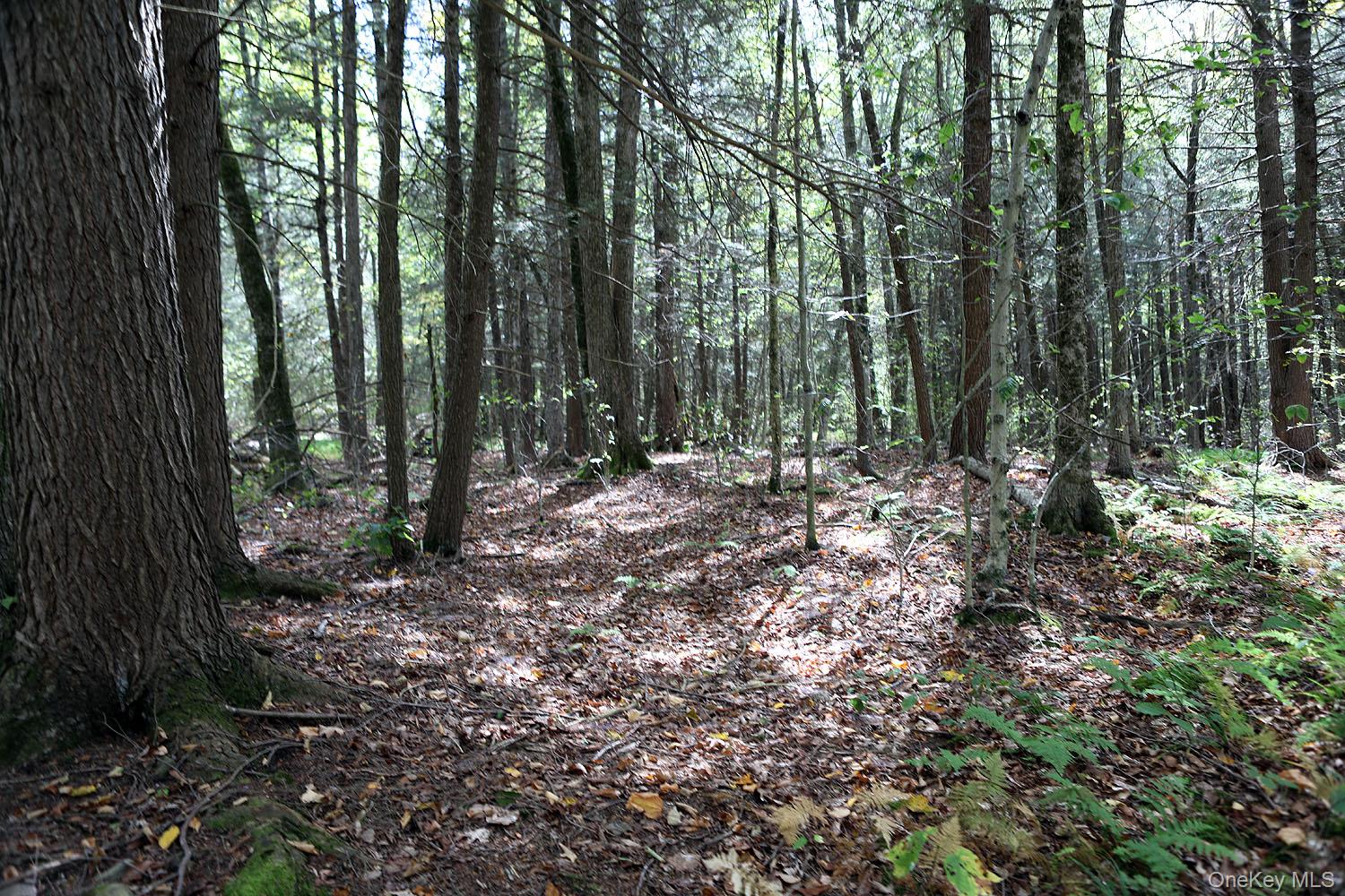 0 Rt-97 Hancock, NY 13783 - Photo 2 of 18 View of woods