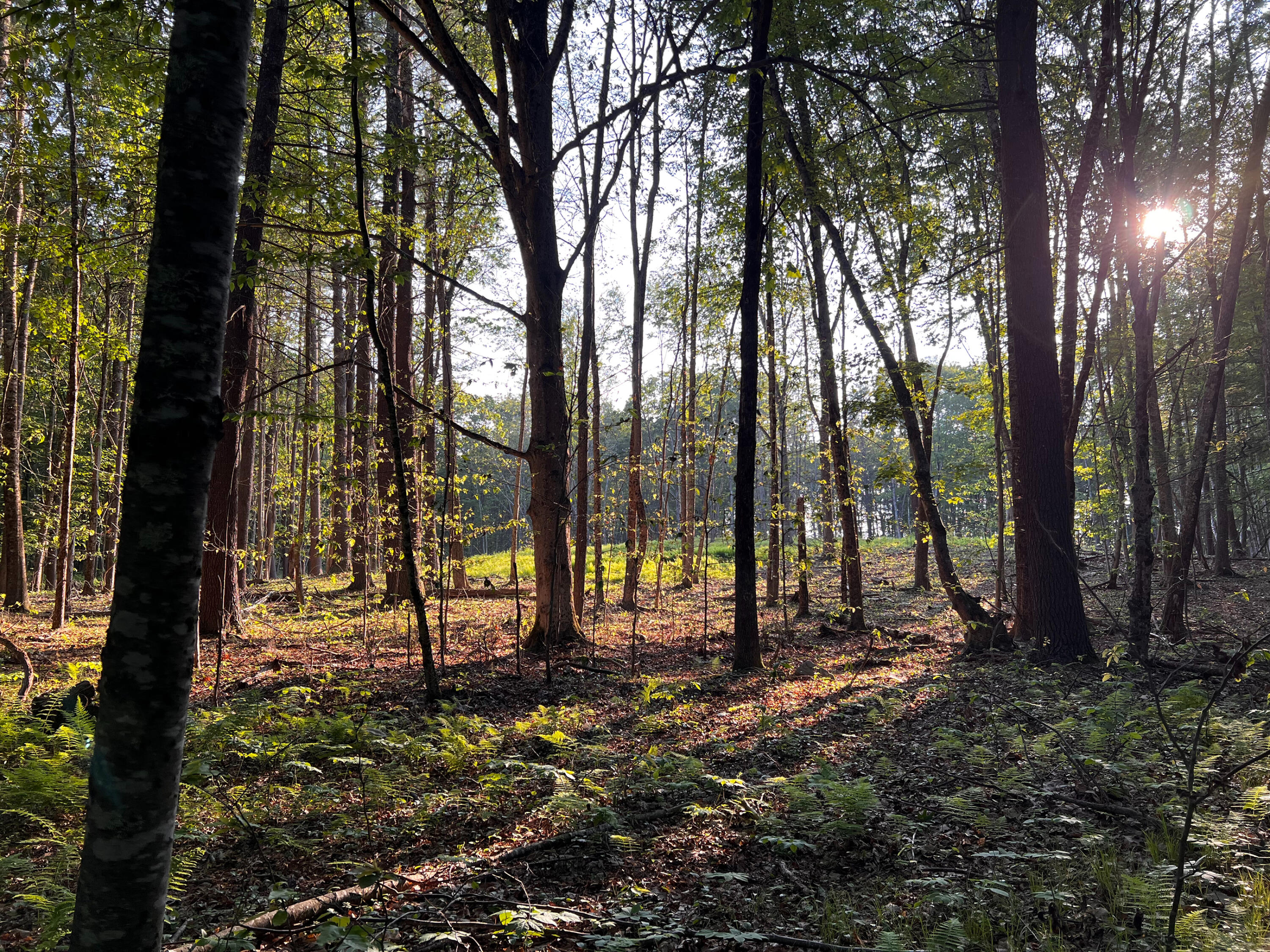 0 Goodwin Road Eliot, ME 03903 - Photo 11 of 12 GoodwinWoods