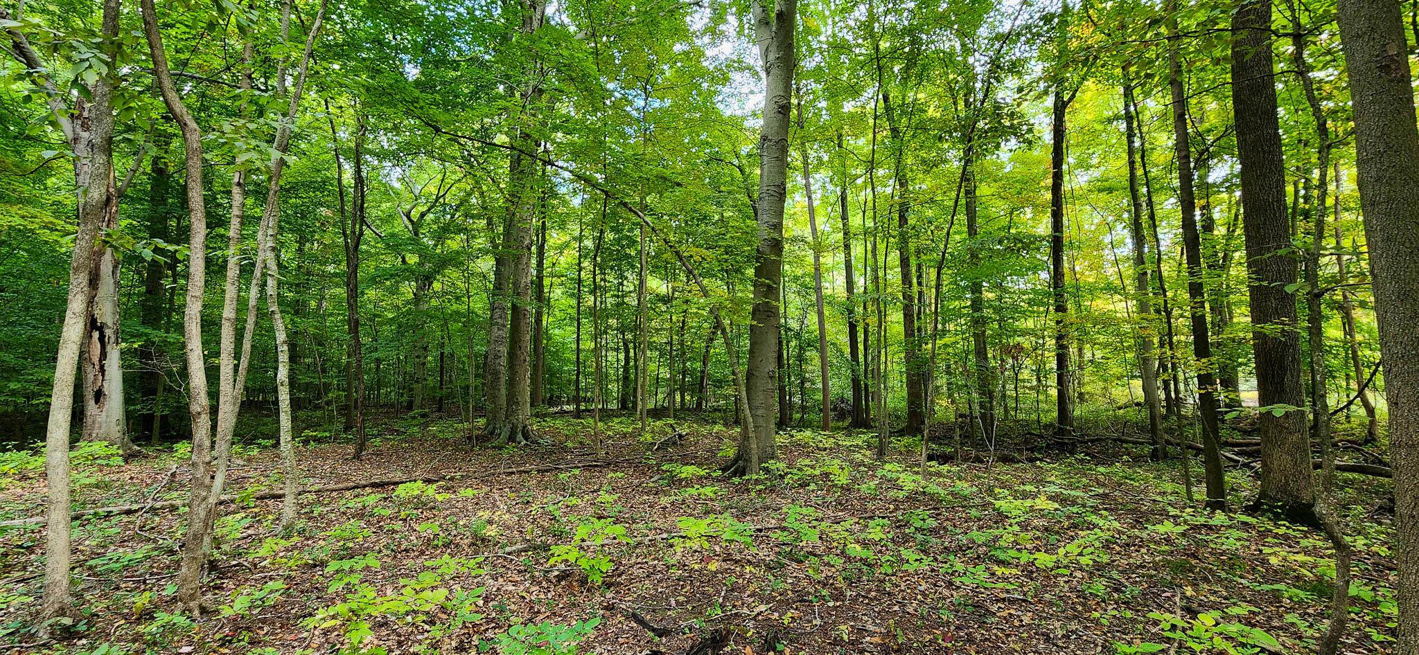 11861 Woodtown Road Galena, OH 43021 - Photo 10 of 14 20221007_144307-4