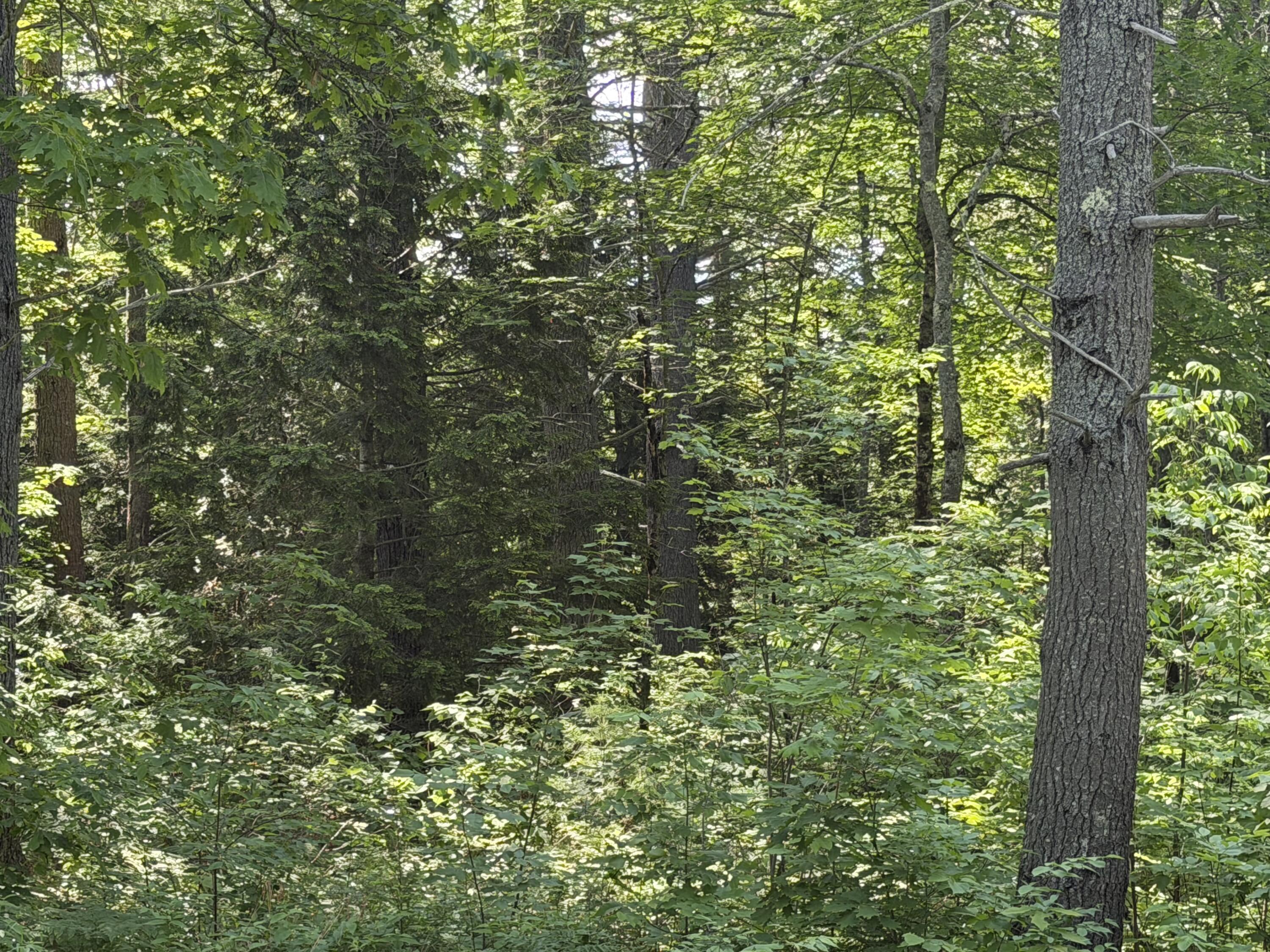 2a Main Road Greenbush, ME 04418 - Photo 6 of 12