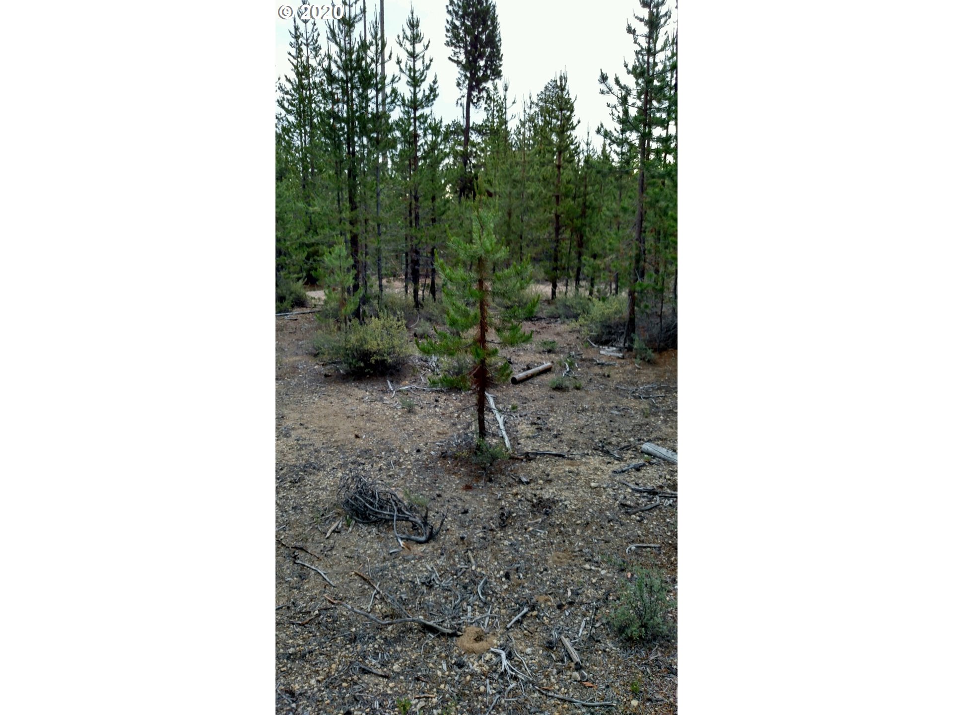 Surveyor Rd Crescent Lake Crescent Lake, OR 97733 - Photo 1 of 1 Gallery Image 1