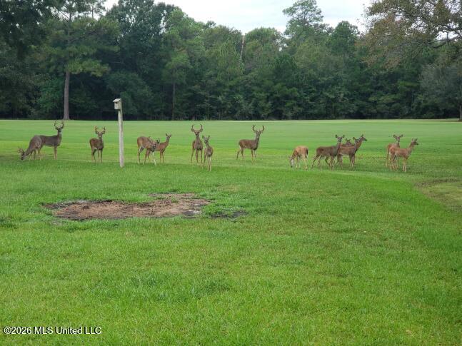 687 Oahu Street Diamondhead, MS 39525 - Photo 24 of 28 backyard