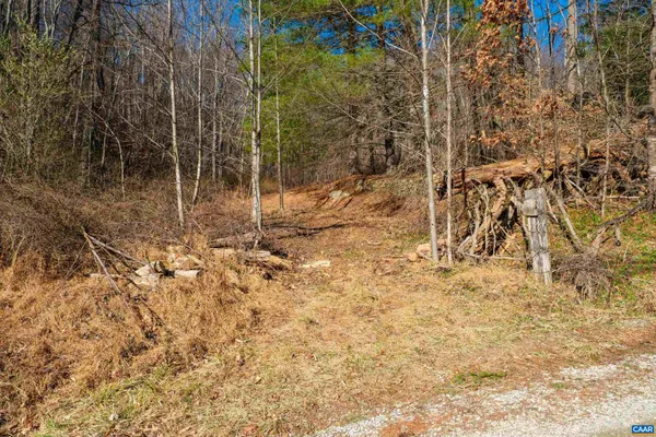 a view of under tree