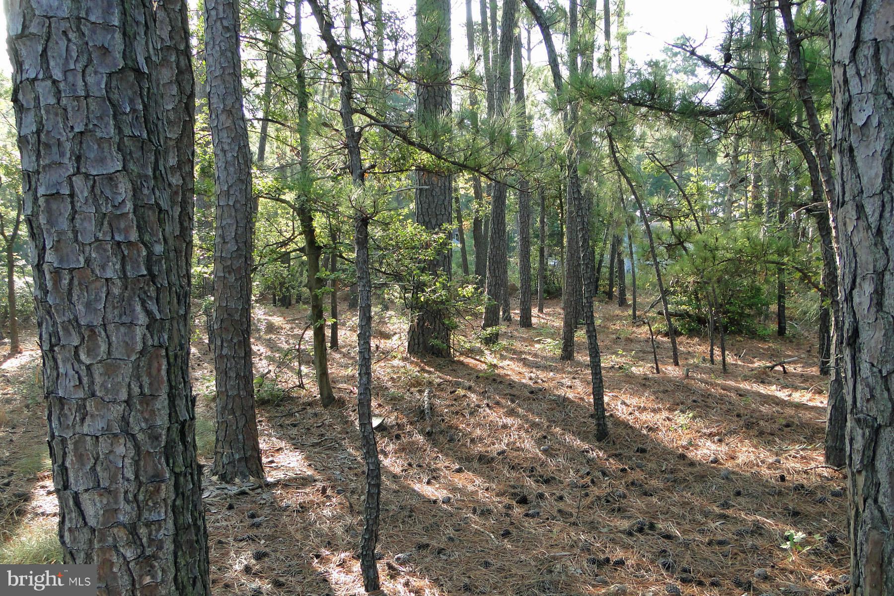 24 Seabreeze Road Cambridge, MD 21613 - Photo 6 of 11 a view of a forest filled with trees