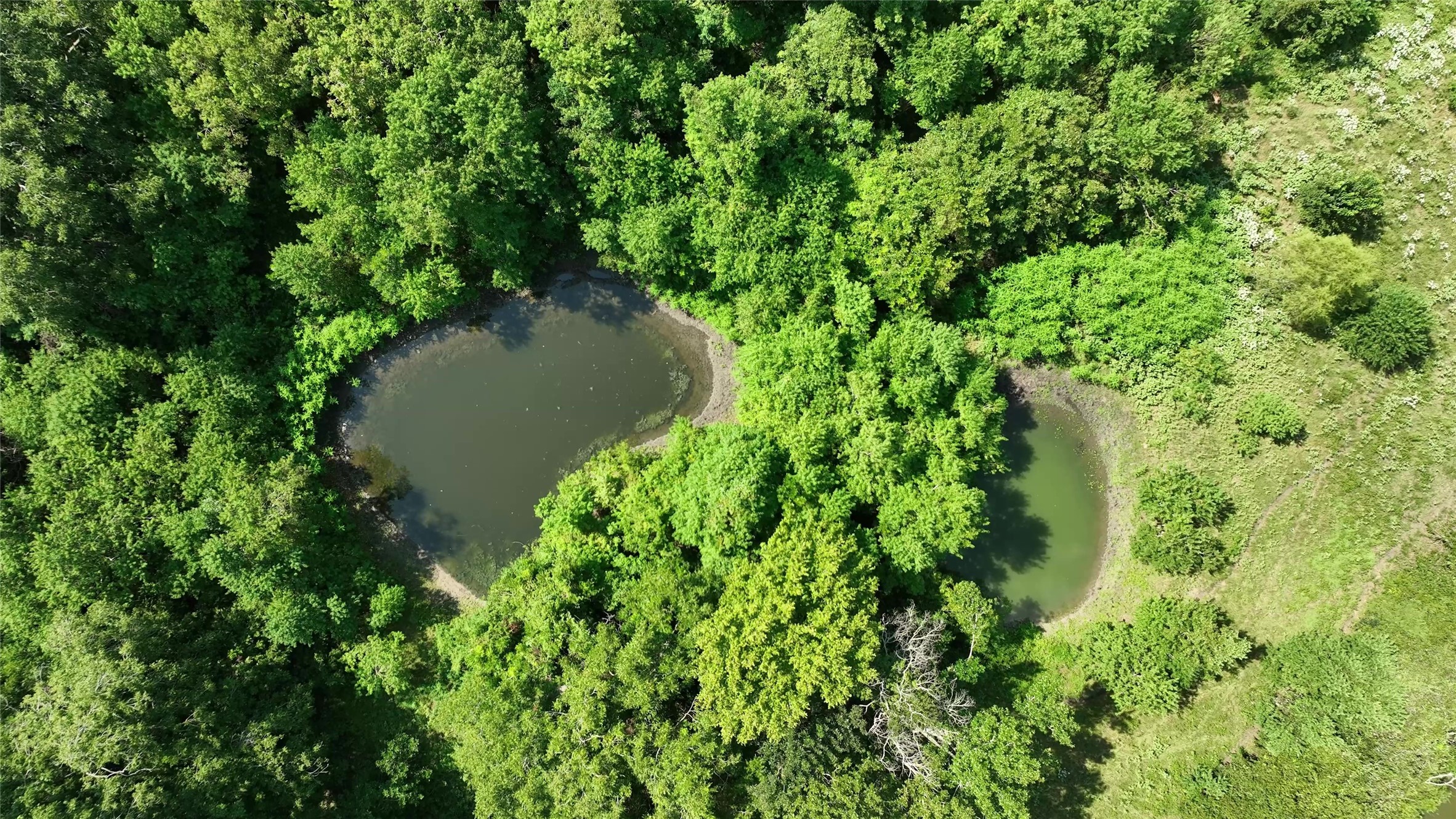 0 Thielemann Road Industry, TX 78944 - Photo 18 of 19 Tanks surrounded by mature trees.