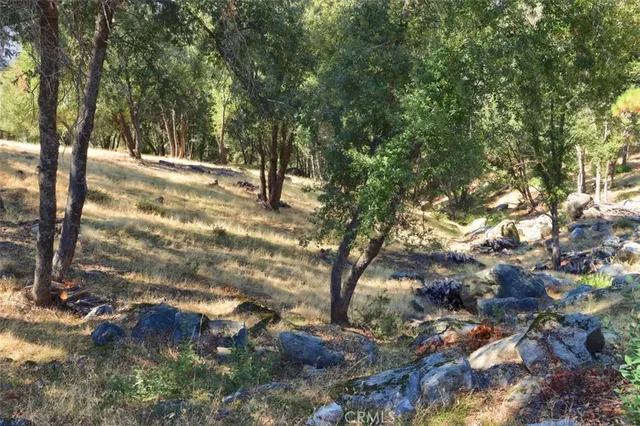 a view of a yard with trees