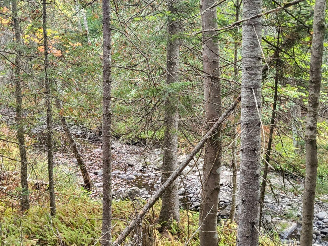 R8-l4-6 Shingle Mill Road New Vineyard, ME 04956 - Photo 4 of 11 20240923_161441_resized_result