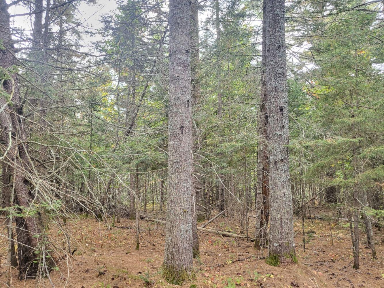 R8-l4-6 Shingle Mill Road New Vineyard, ME 04956 - Photo 5 of 11 20240923_161313_resized_result