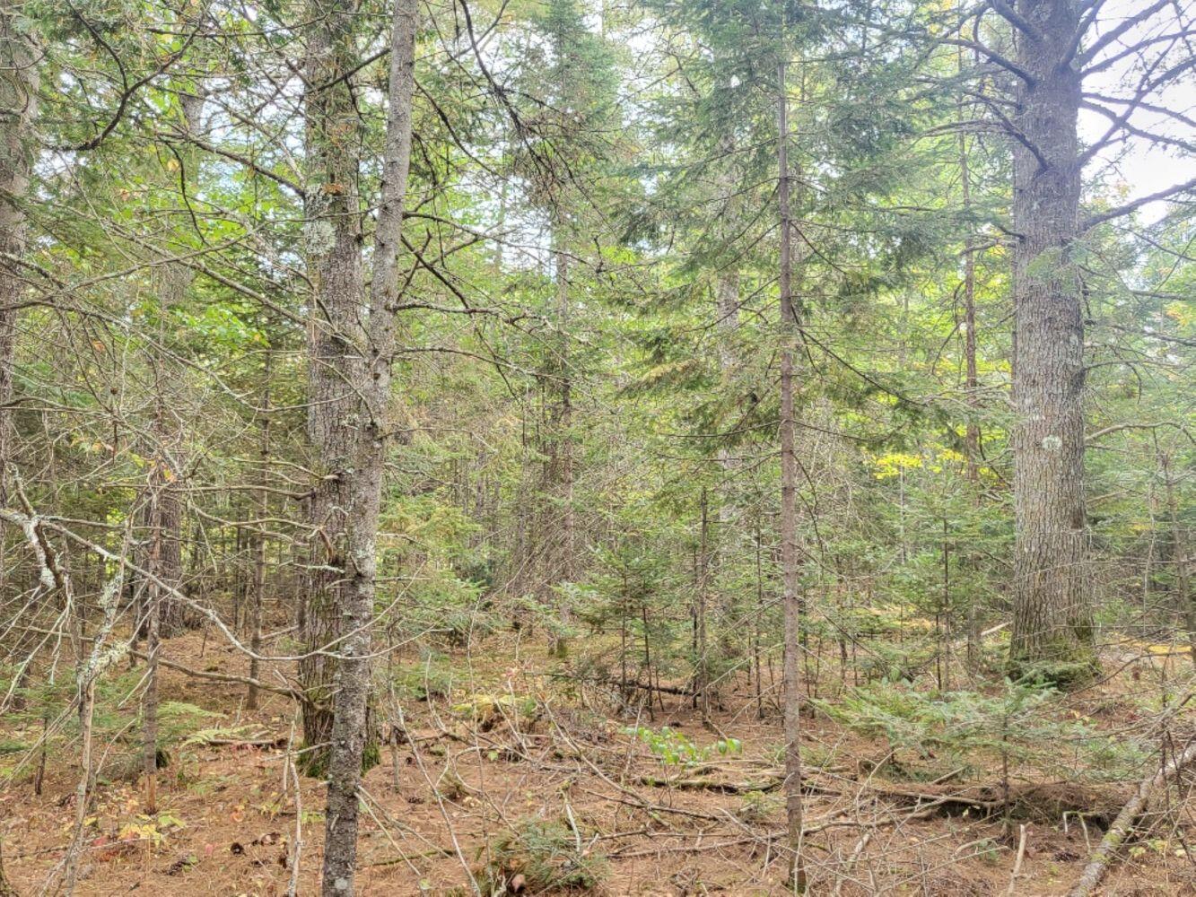 R8-l4-6 Shingle Mill Road New Vineyard, ME 04956 - Photo 6 of 11 20240923_161318_resized_result