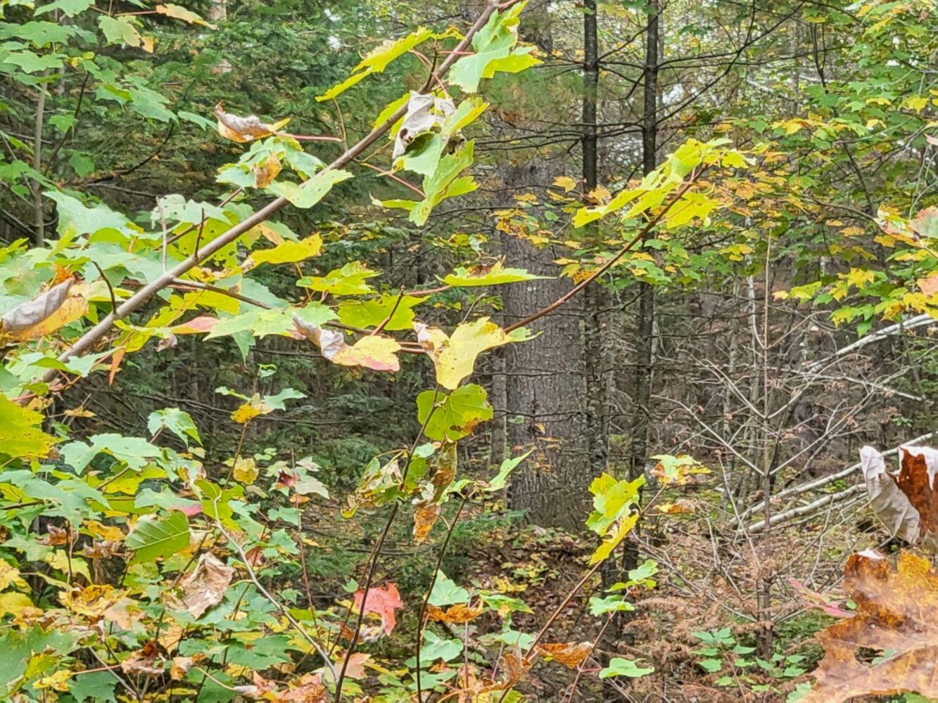 R8-l4-6 Shingle Mill Road New Vineyard, ME 04956 - Photo 8 of 11 20240923_162102_resized_result