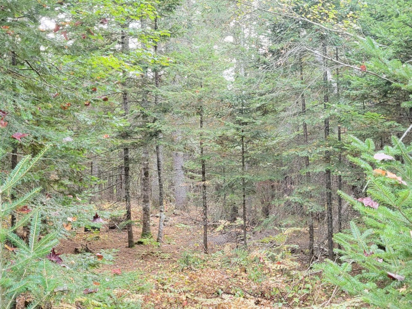 R8-l4-6 Shingle Mill Road New Vineyard, ME 04956 - Photo 9 of 11 20240923_162912_resized_result