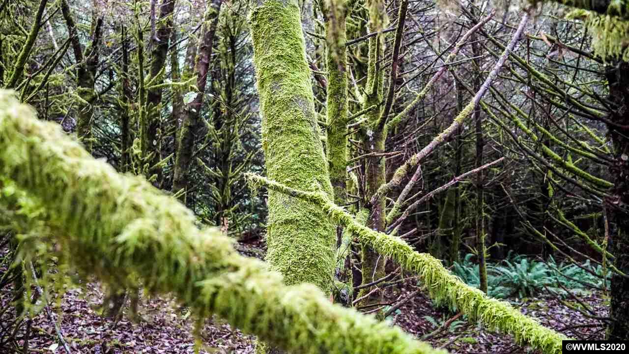 Old Netarts ( Tillamook, OR 97141 - Photo 9 of 16