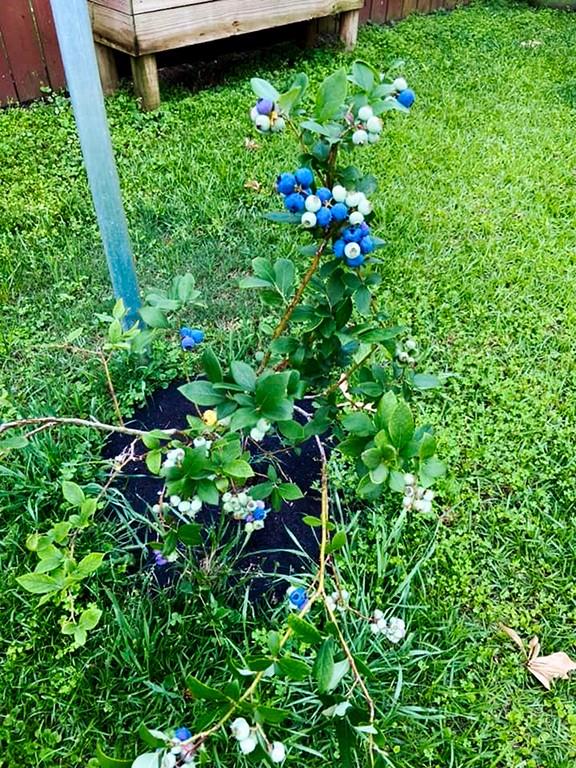 1541 Queens Drive Slidell, LA 70458 - Photo 7 of 26