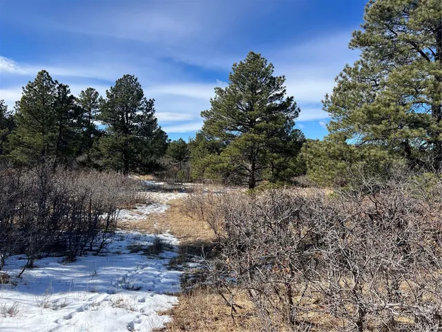 a view of a yard with plants and tree