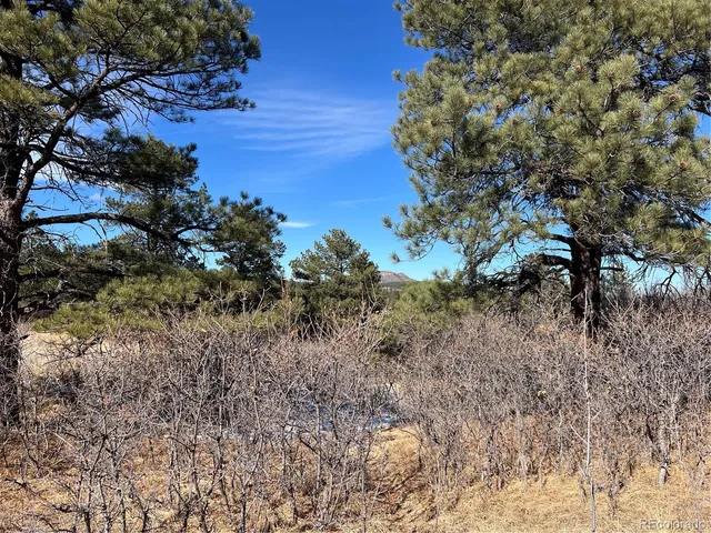 a view of a tree in a yard