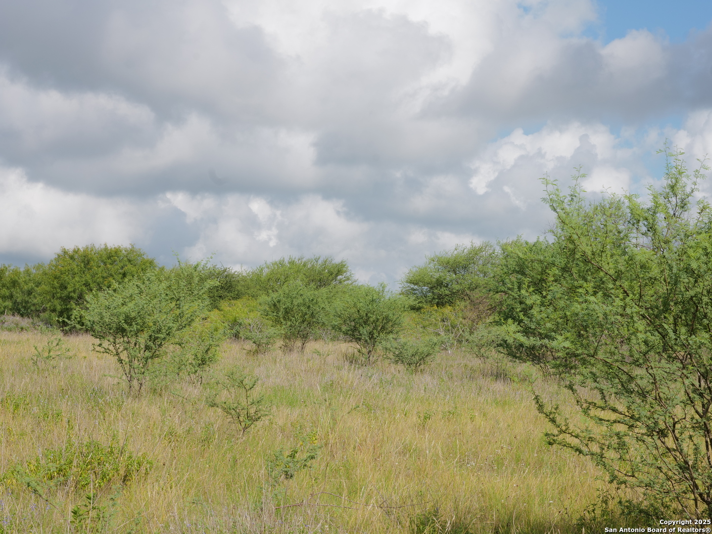 Tract 4 County Rd 208 Hobson, TX 78117 - Photo 6 of 7