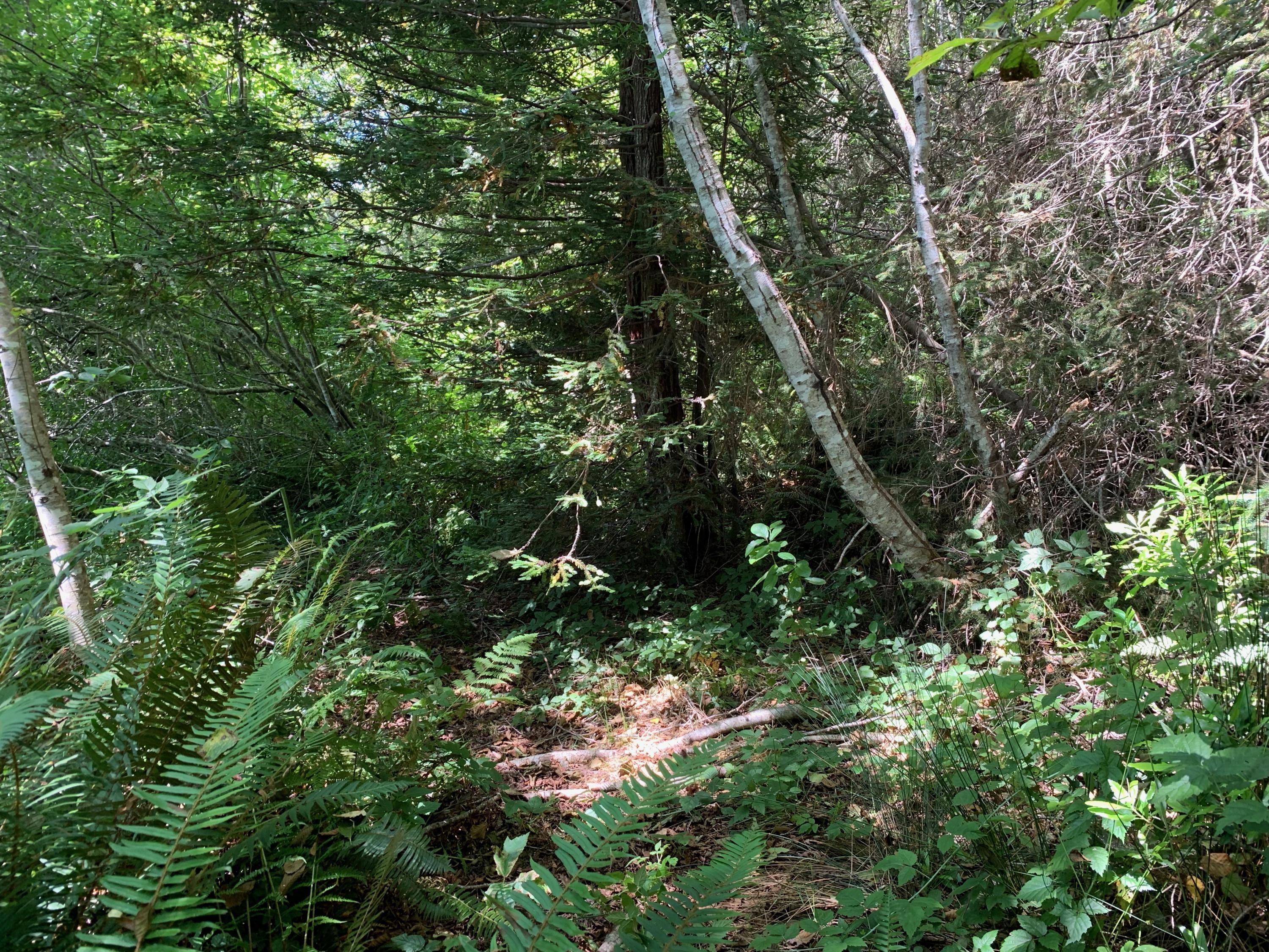 0 Kane Road Trinidad, CA 95570 - Photo 25 of 46
