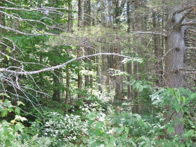 0 Colby Pond Road Ludlow, VT 05149 - Photo 4 of 12