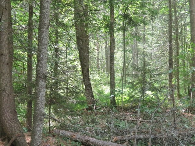0 Colby Pond Road Ludlow, VT 05149 - Photo 5 of 12