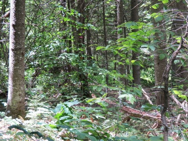 0 Colby Pond Road Ludlow, VT 05149 - Photo 7 of 12