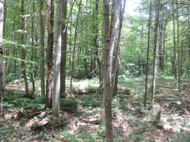 0 Colby Pond Road Ludlow, VT 05149 - Photo 8 of 12