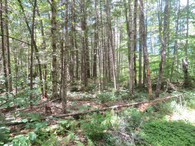 0 Colby Pond Road Ludlow, VT 05149 - Photo 10 of 12