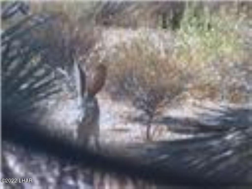 2075 South Cheyenne Road Yucca, AZ 86438 - Photo 13 of 26 More Area Wildlife
