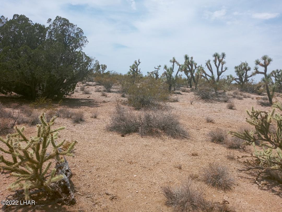 2075 South Cheyenne Road Yucca, AZ 86438 - Photo 3 of 26 Desert Vegetation on Property