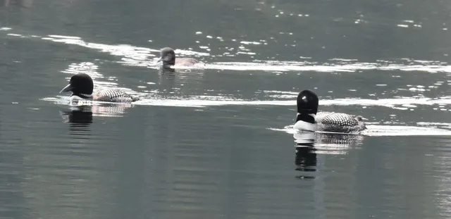 $650,000 | 195 Meadow Lane, Woodbury, VT 05681