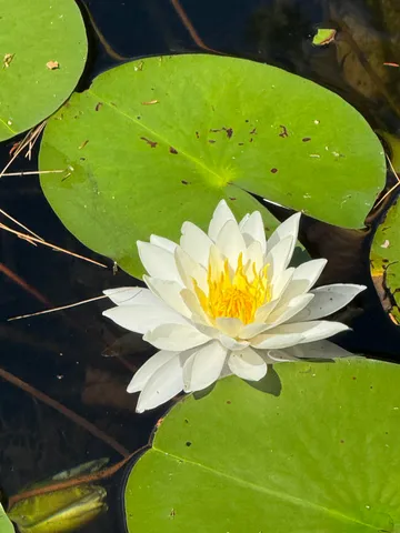 $650,000 | 195 Meadow Lane, Woodbury, VT 05681