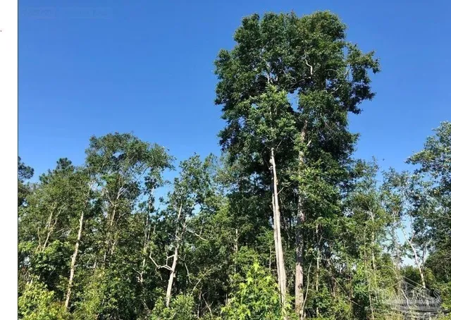an outdoor space with lots of trees
