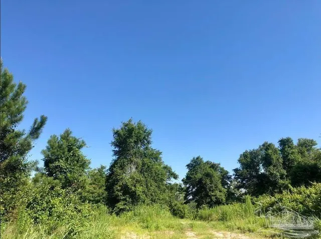 a view of a yard with plants and a tree