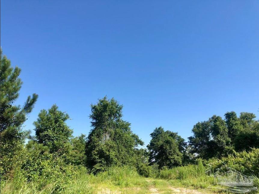Lot 17-bs Buffalo Ridge Road Pace, FL 32571 - Photo 6 of 9 a view of a yard with plants and a tree