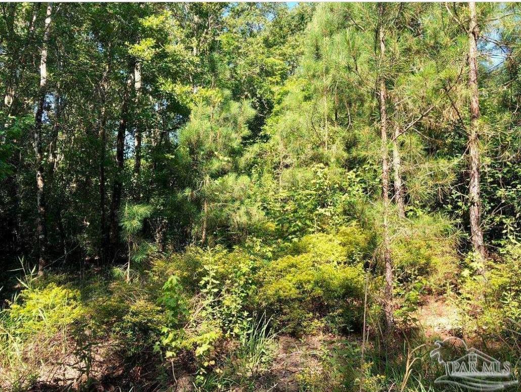 Lot 17-bs Buffalo Ridge Road Pace, FL 32571 - Photo 8 of 9 a view of a forest with a tree