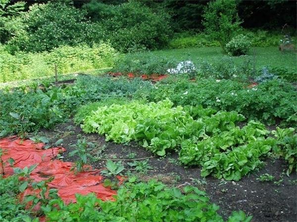 138 Pond Brook Road Huntington, MA 01050 - Photo 22 of 22 a view of a garden with plants