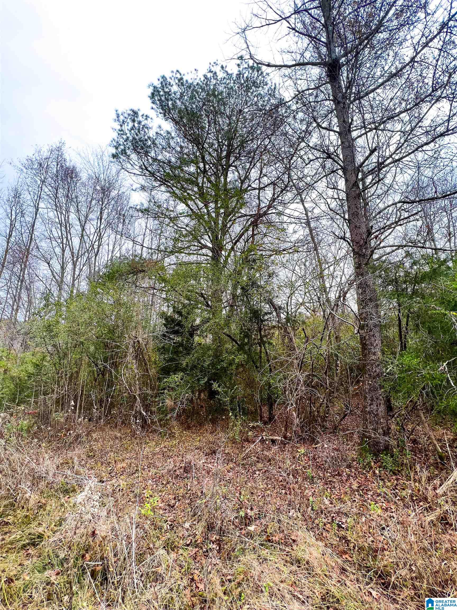 1118 North County Road, Unit WP001 Winfield, AL 35594 - Photo 6 of 17