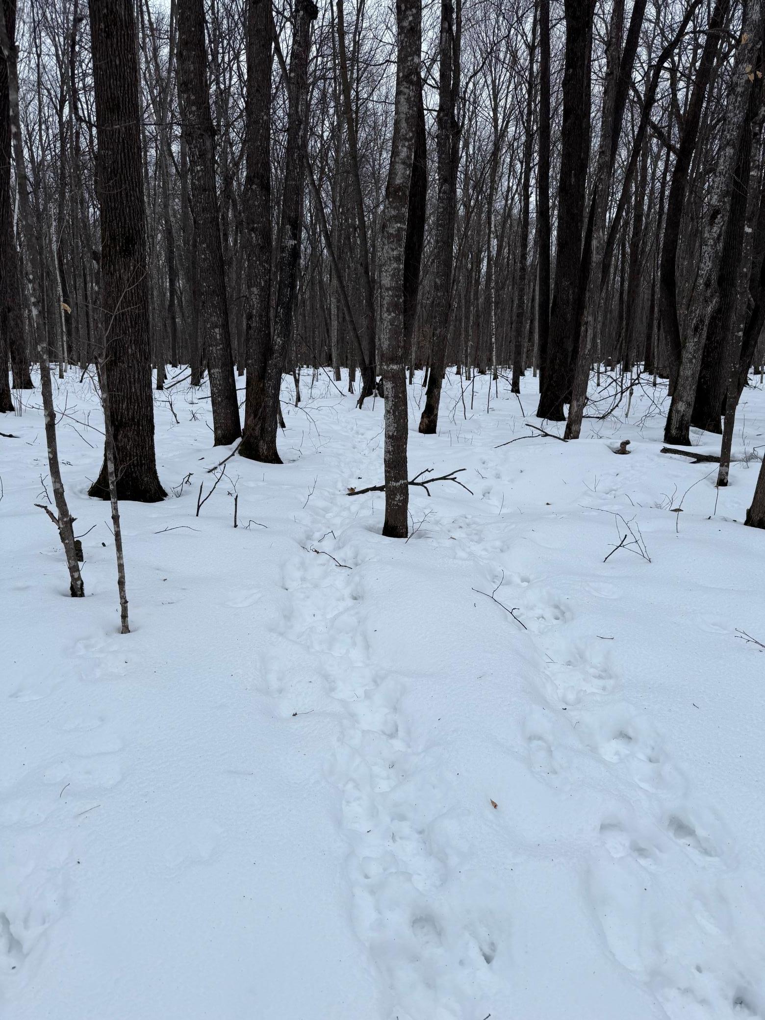 Xxx Xxx Merlin Road Milaca, MN 56353 - Photo 6 of 17