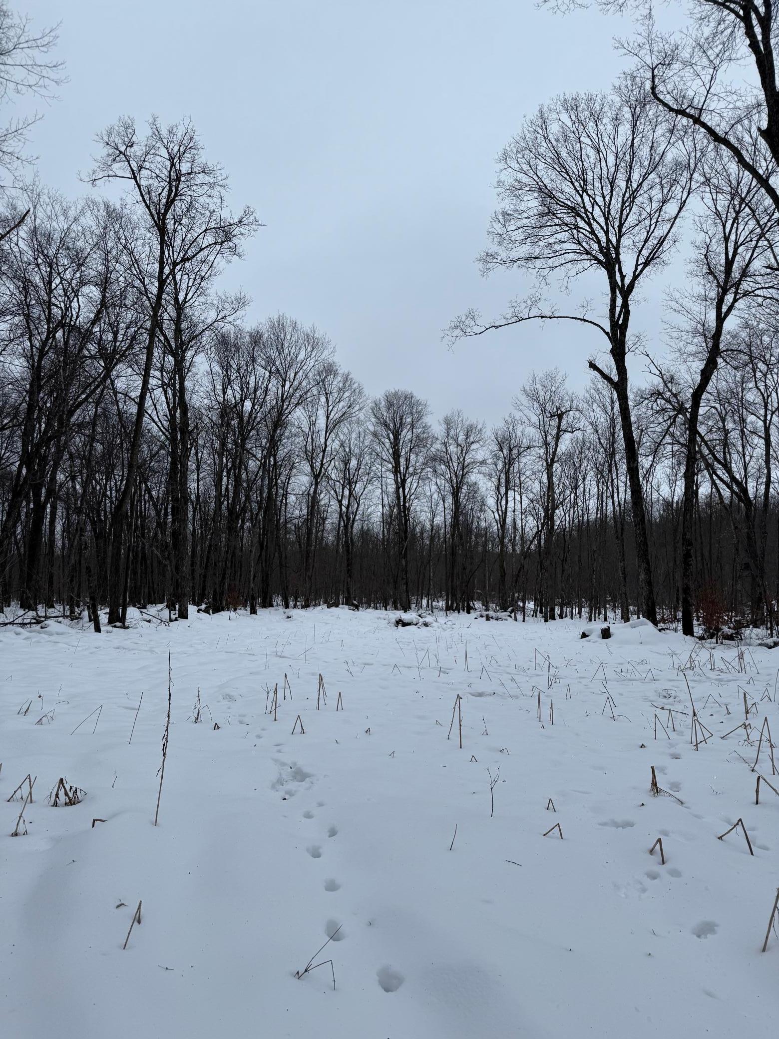 Xxx Xxx Merlin Road Milaca, MN 56353 - Photo 8 of 17