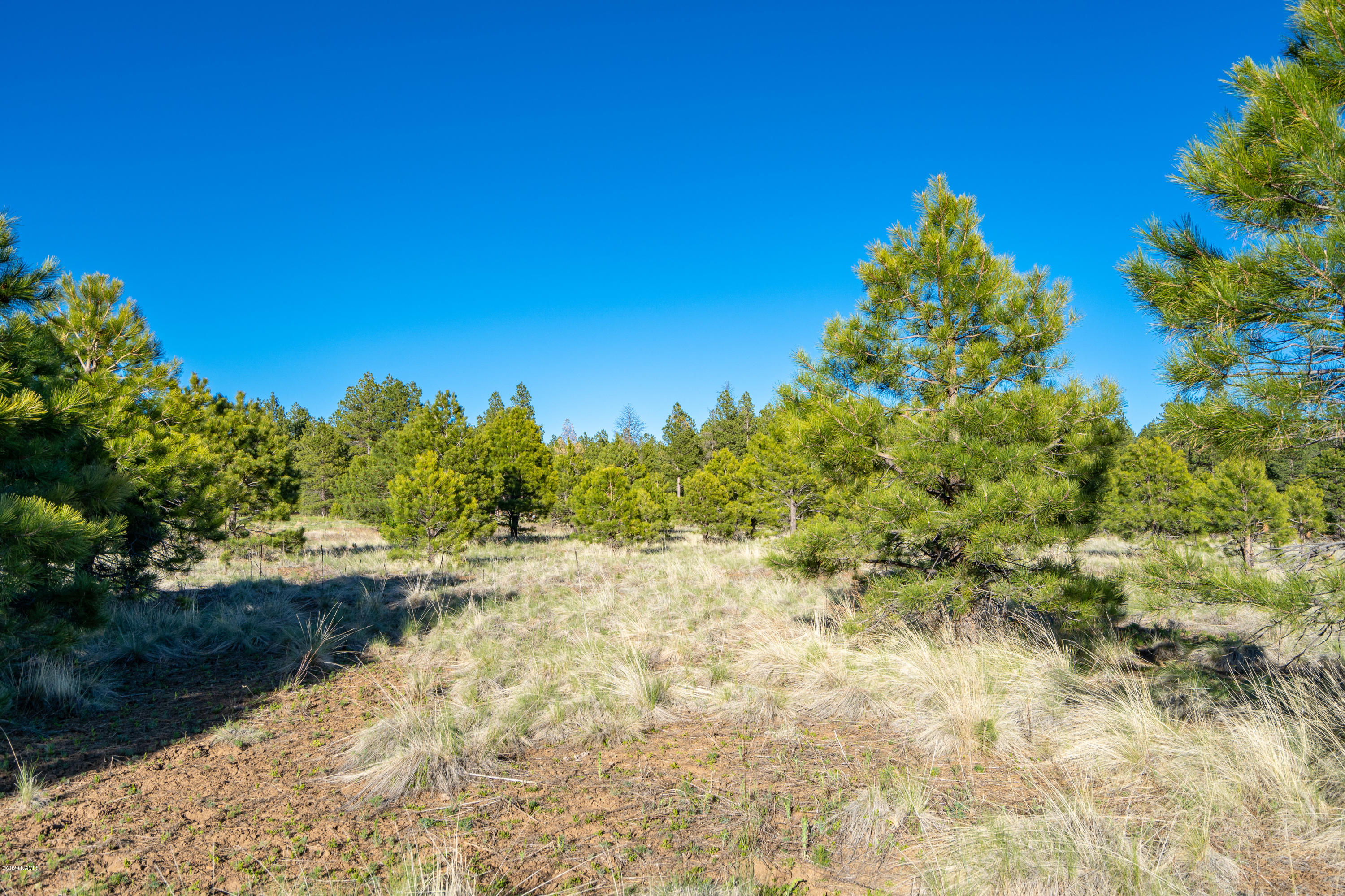 9250 North Snow Bowl Ranch Road Flagstaff, AZ 86001 - Photo 6 of 16 Backs up to Forest Service!