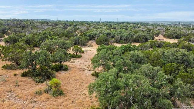 a view of a forest with a street