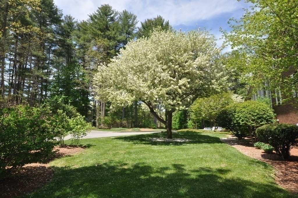 205 Great Road, Unit C8 Acton, MA 01720 - Photo 9 of 34 a view of a backyard with large trees