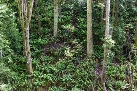a view of a garden with plants