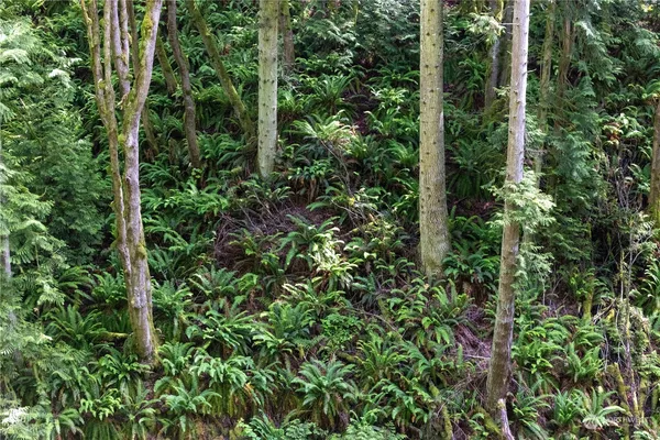 a view of a garden with plants