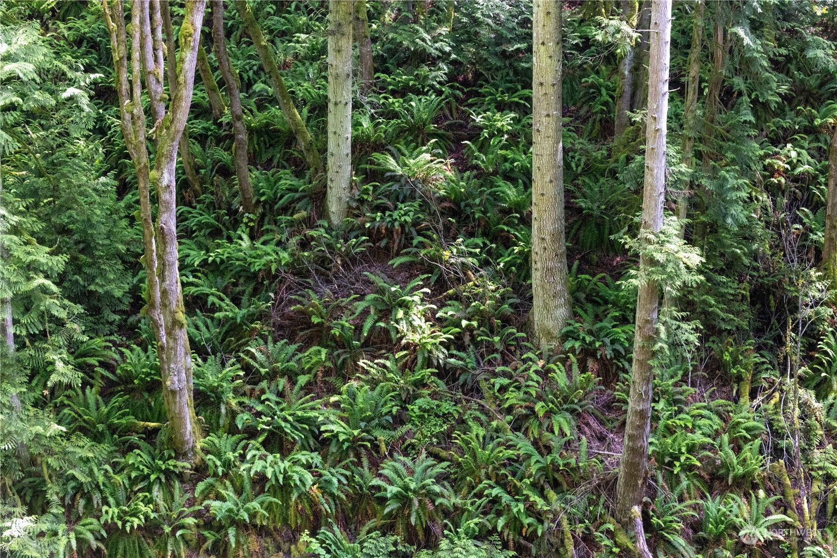 2190 Chuckanut Drive Bow, WA 98232 - Photo 11 of 29 a view of a lush green forest